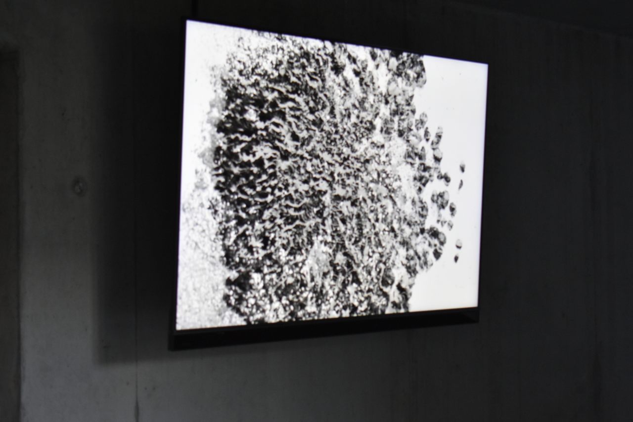 video piece by Elena Redaelli